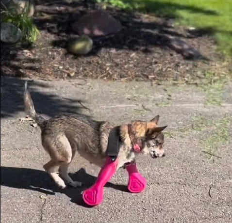 En el video que ya alcanza más de seis millones de visualizaciones enternece a los internautas con la reacción de la perrita y su dueña.