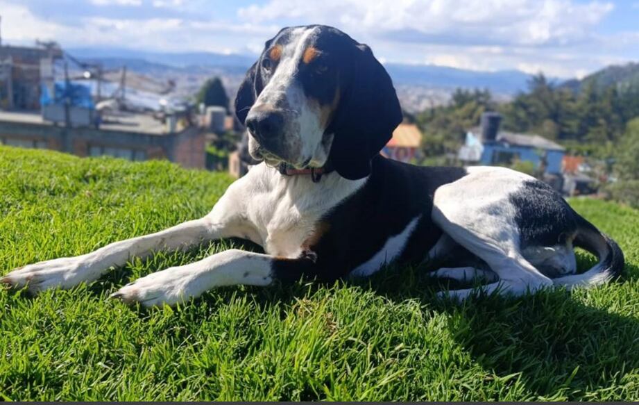 Dulce, perrita desaparecida