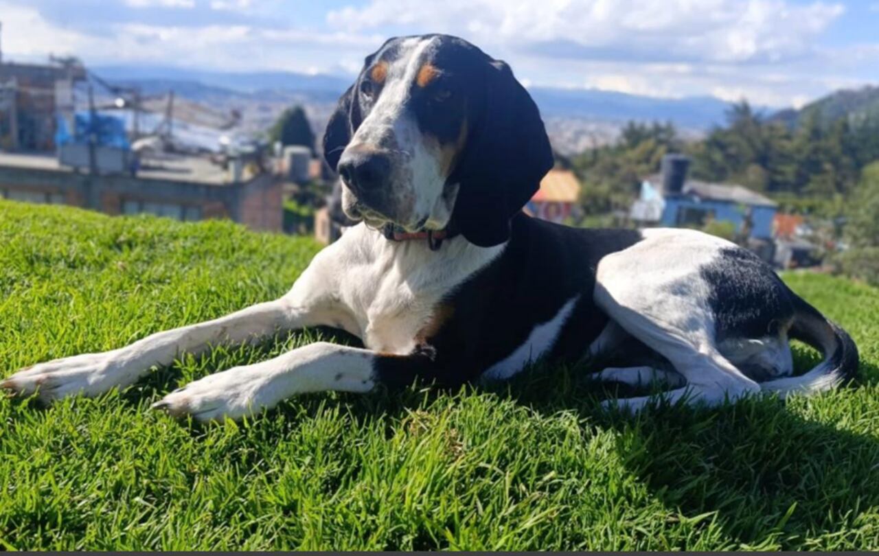 Dulce, perrita desaparecida