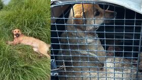 La comunidad de Tenjo se encuentra indignada ante el incremento de los casos de maltrato animal registrados en el municipio.