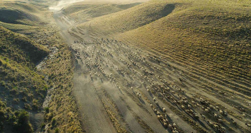 Un rebaño de ovejas atraídas por su pastor, viajan por los polvorientos caminos del Monte Nemrut, ubicado al sureste de Turquía.