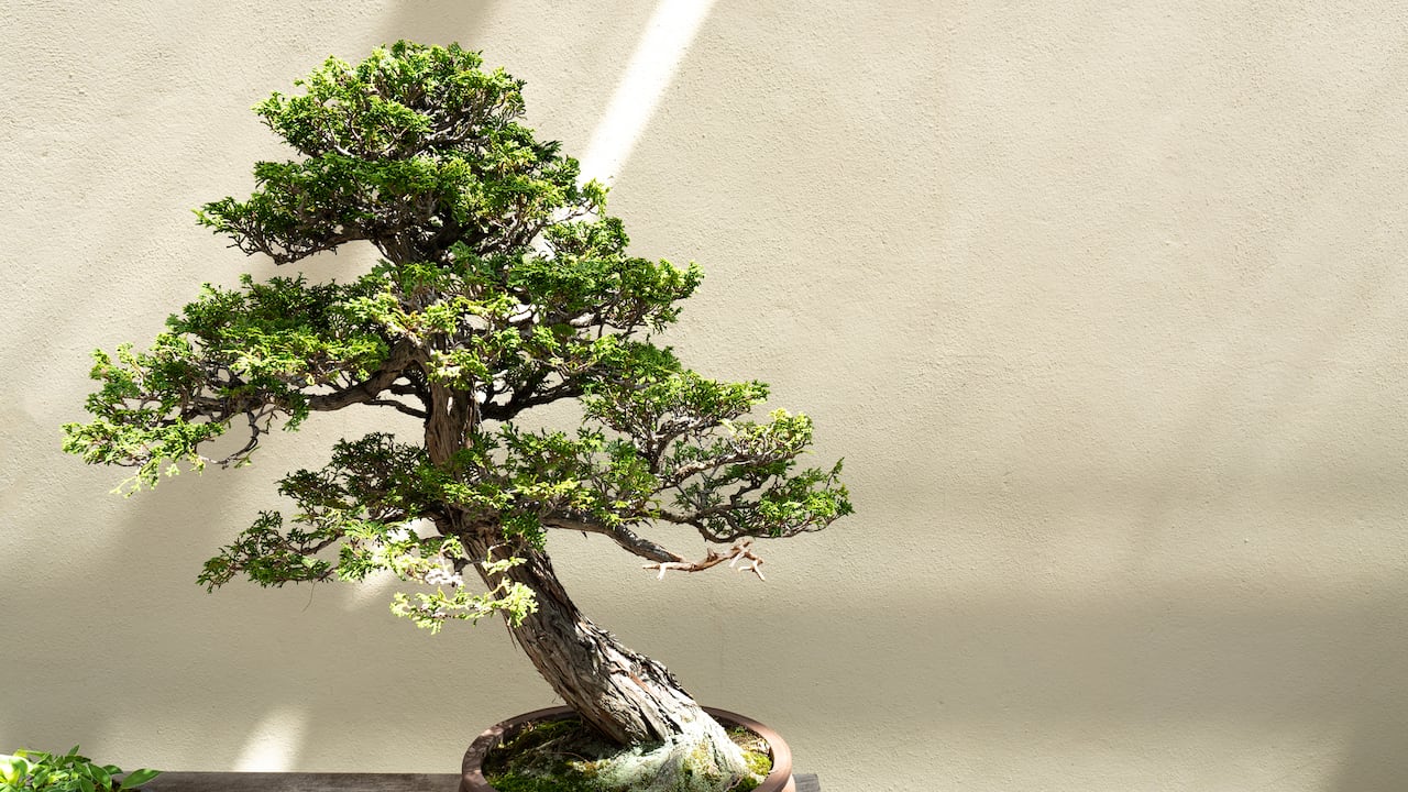 La poda es una de las prácticas más distintivas en el cuidado de un bonsái.