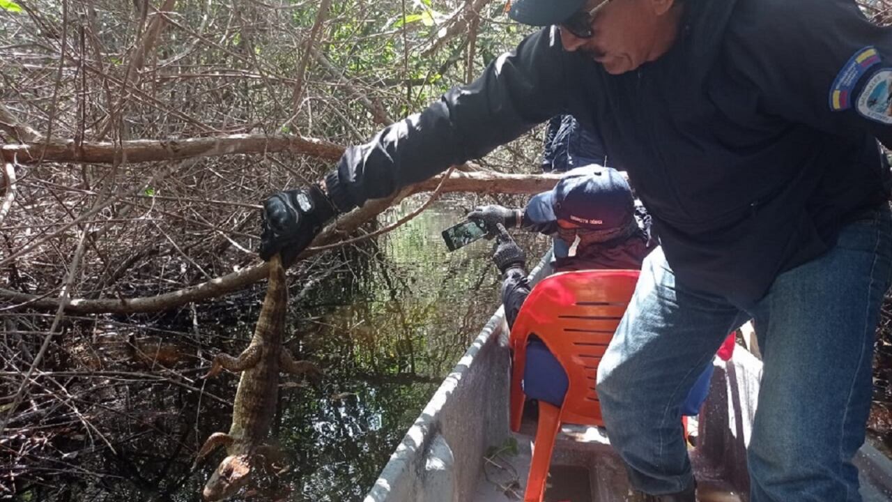 Un total de 8 ejemplares fueron dejados en libertad en una zona aislada de la presencia humana.