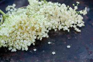 Close up of elderflower