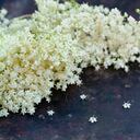 Close up of elderflower