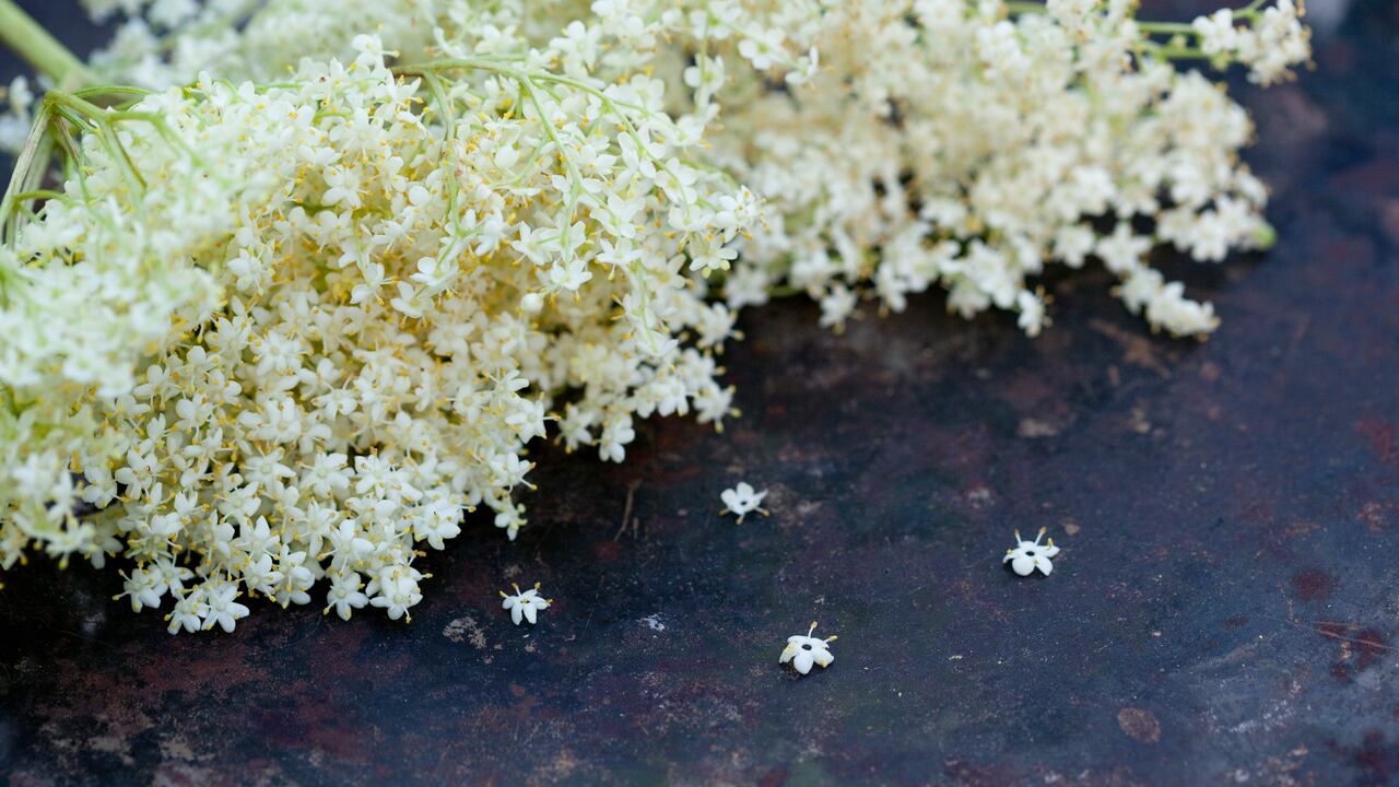 Close up of elderflower
