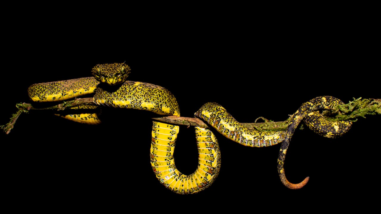 Colombia cuenta con cerca de 319 especies de serpientes, las cuales se encuentran entre los cero y mil metros sobre el nivel del mar. De estas, tan solo 52 podrían ser peligrosas para los seres humanos en caso de un ataque.