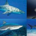 Arriba: tiburón blanco y tiburón toro. Abajo: tiburón de arrecife y tiburón tigre.