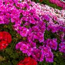 Los geranios son plantas de exterior con flores de atractivos y colores vivos que florecen durante el verano y son bastante resistentes.