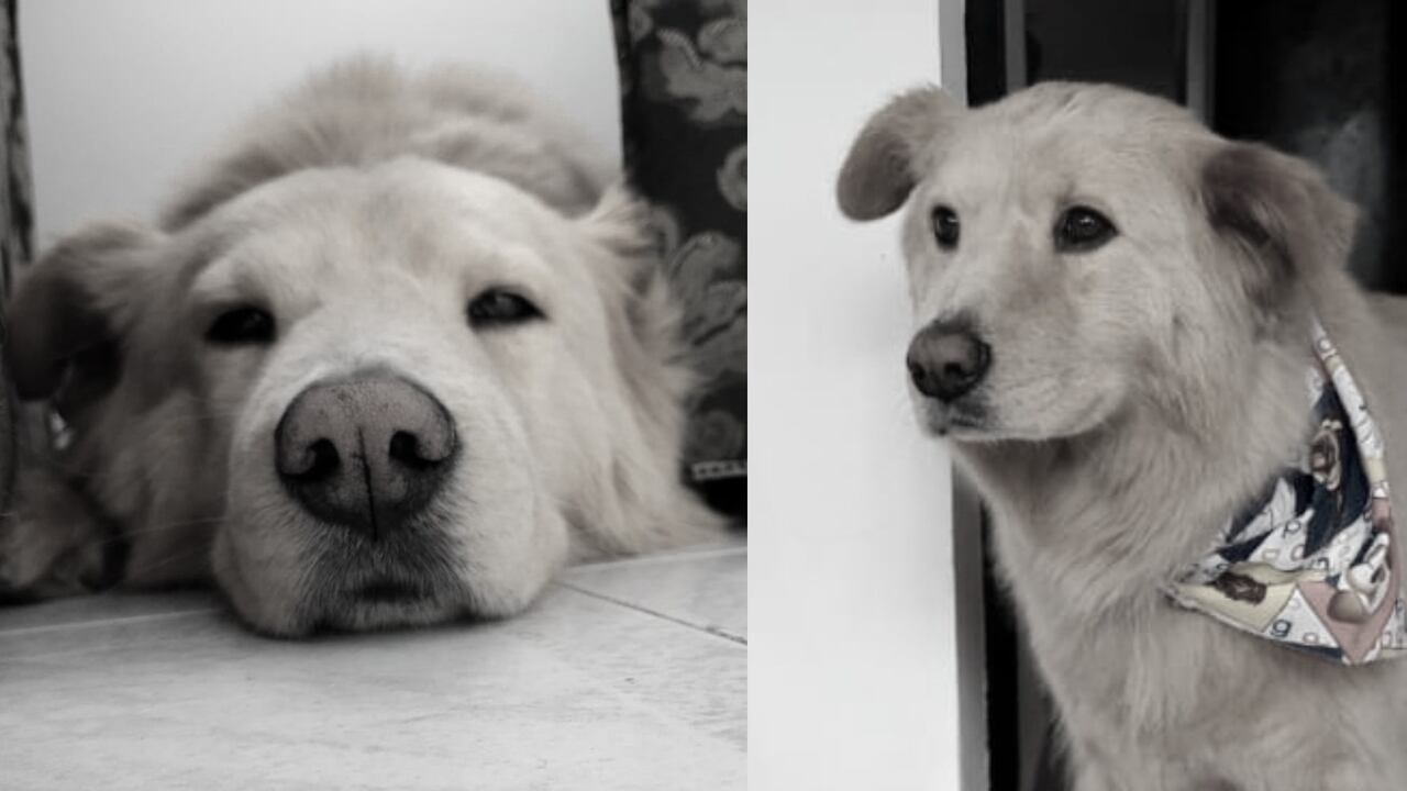 Falleció Toby, el primer perrito que iba a tener marcapasos en Colombia