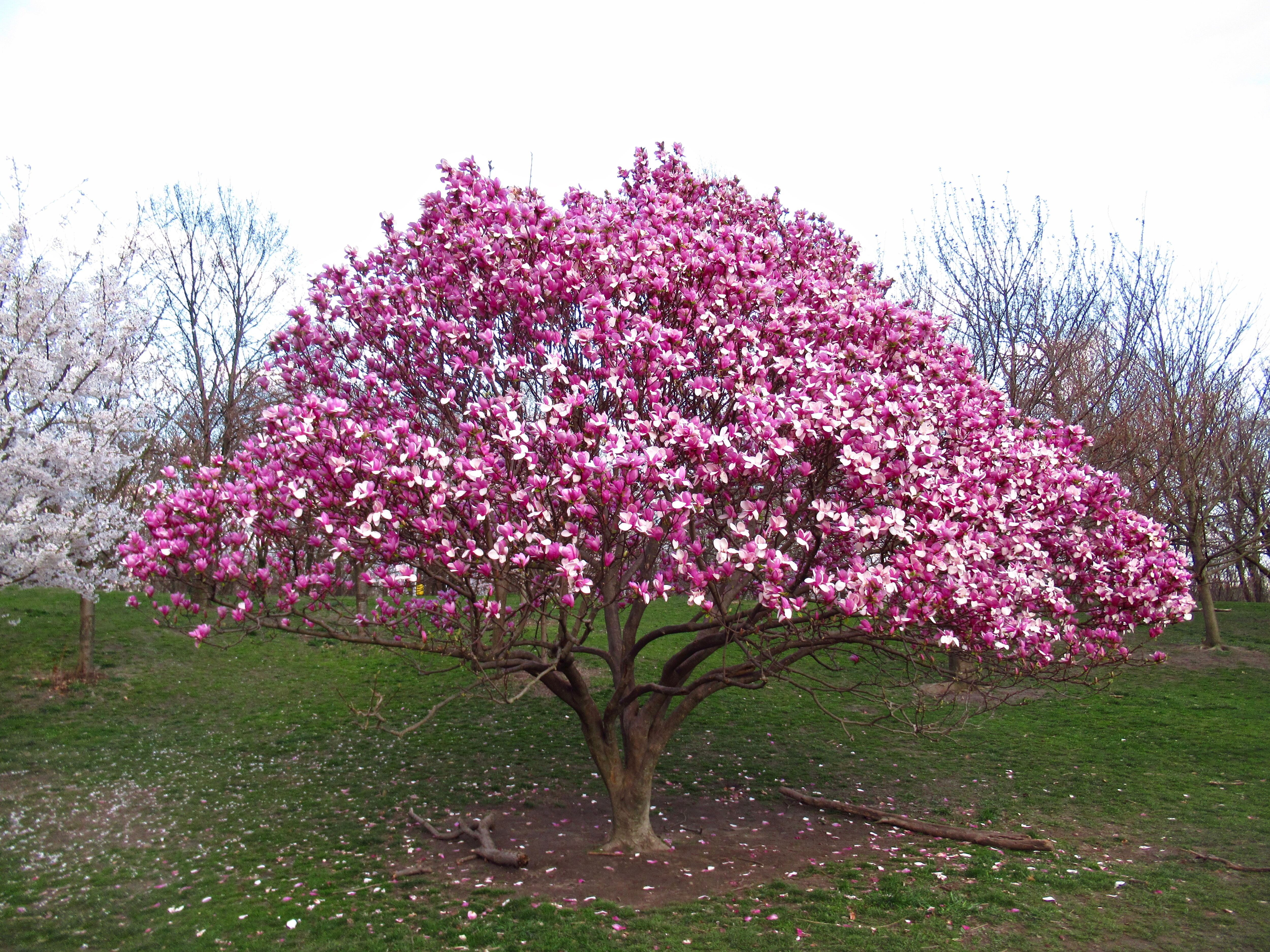Árbol de magnolia