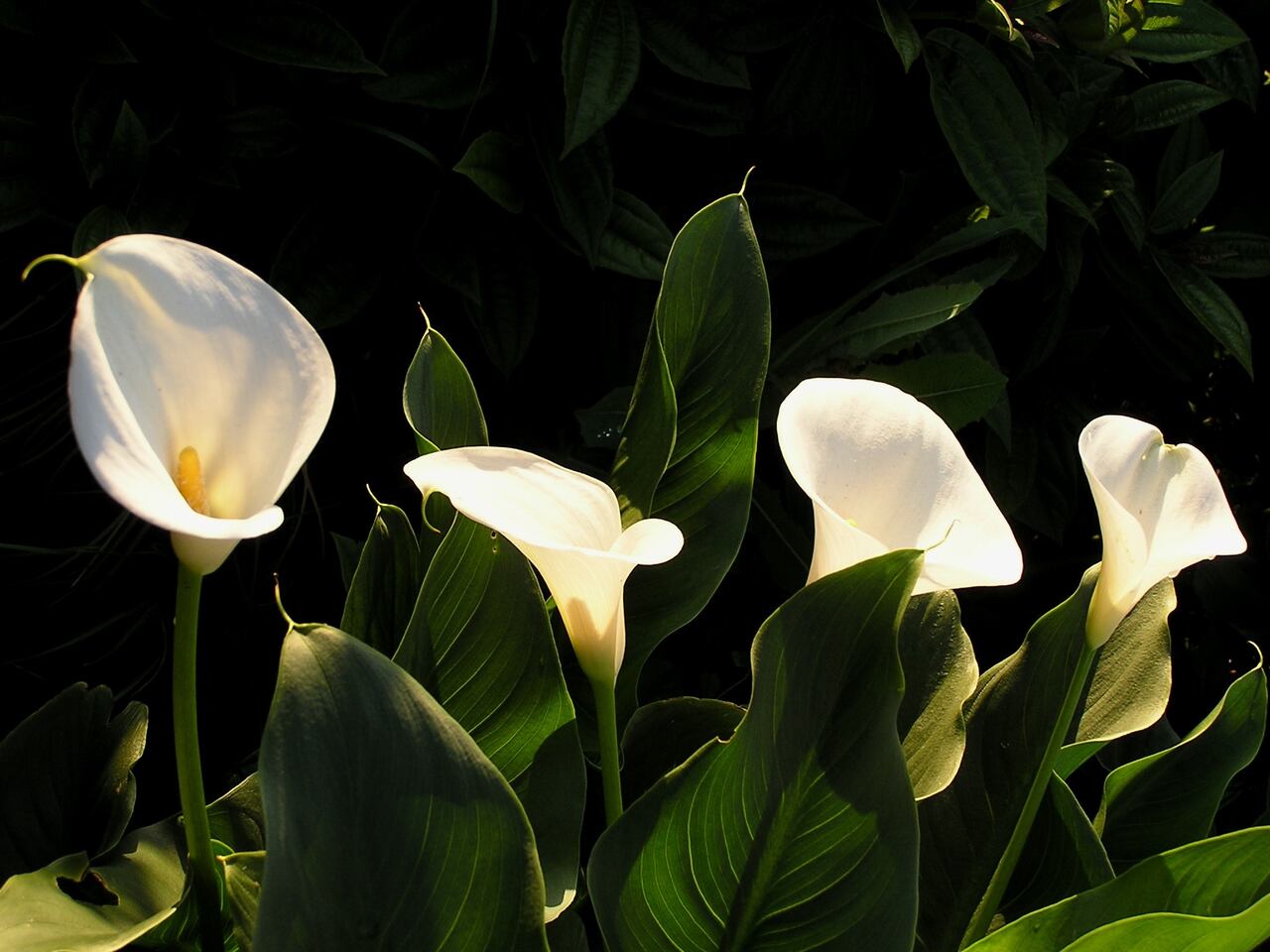 Esta planta es símbolo de paz y prosperidad, por lo que muchos optan por tenerla en la casa.
