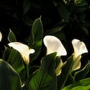 Esta planta es símbolo de paz y prosperidad, por lo que muchos optan por tenerla en la casa.