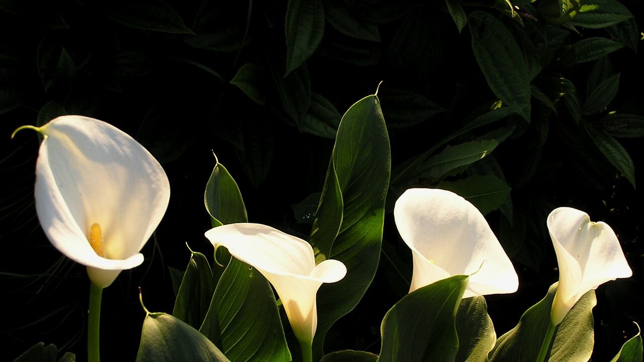 Esta planta es símbolo de paz y prosperidad, por lo que muchos optan por tenerla en la casa.