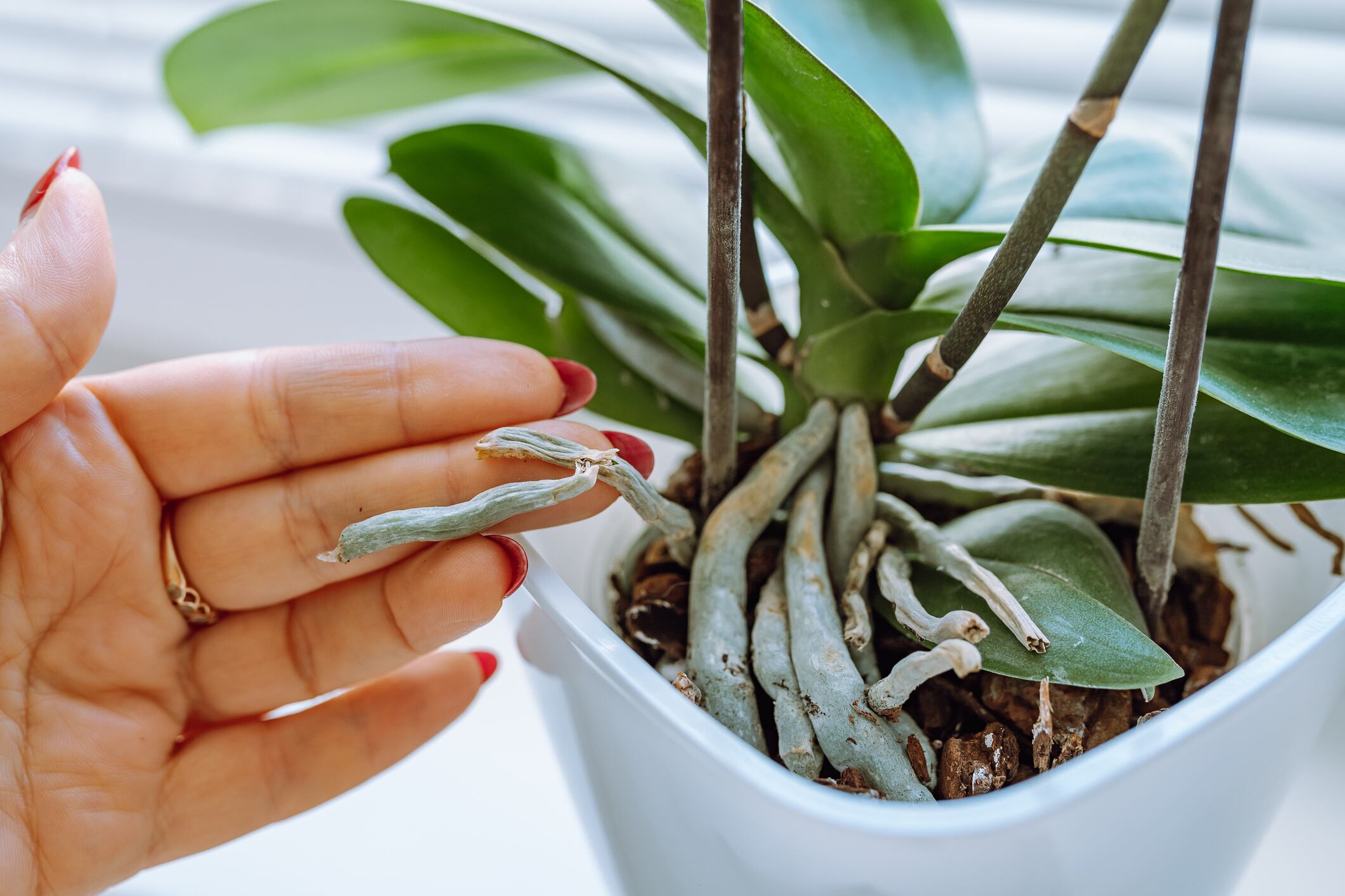 Aunque una orquídea marchita puede parecer imposible de recuperar, existe un método natural que podría ayudar a revitalizarla y favorecer una nueva floración.