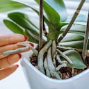 Aunque una orquídea marchita puede parecer imposible de recuperar, existe un método natural que podría ayudar a revitalizarla y favorecer una nueva floración.