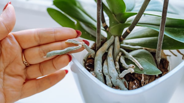 Aunque una orquídea marchita puede parecer imposible de recuperar, existe un método natural que podría ayudar a revitalizarla y favorecer una nueva floración.