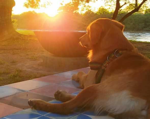 Pachi no estaba perdido, solamente buscaba cariño. Casanare, Colombia.