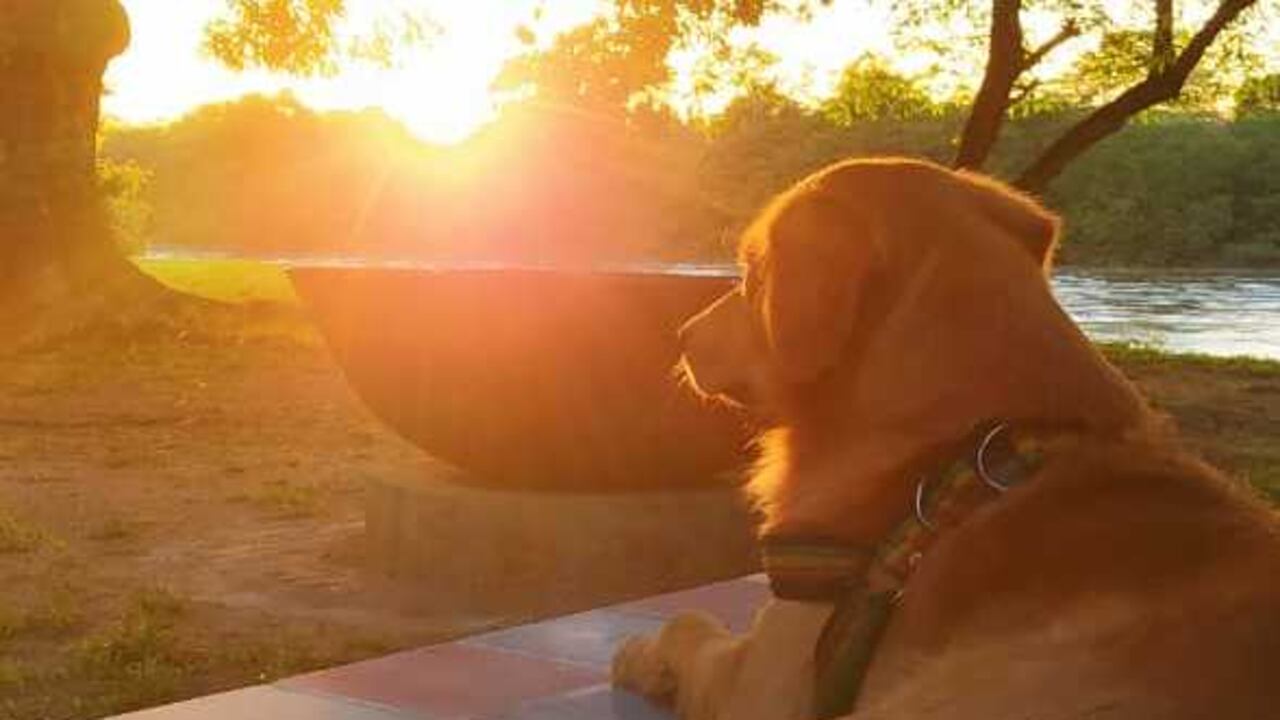 Pachin no estaba perdido, solamente buscaba cariño. Casanare, Colombia.