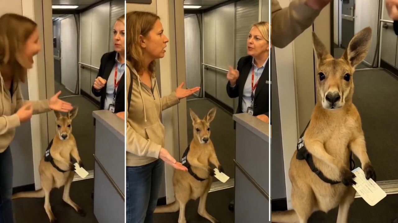 Un curioso video muestra a un canguro en fila para tomar un vuelo.