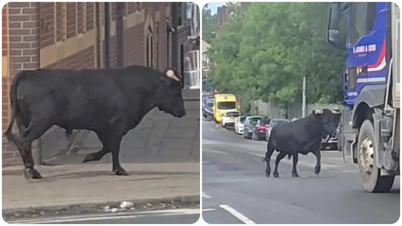 El toro no causó ningún incidente.