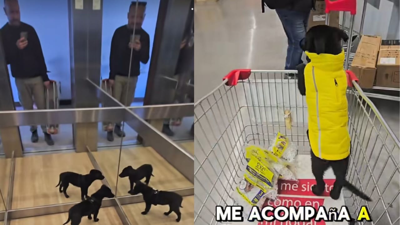 Perrito callejero ahora es supervisor de contrucción.