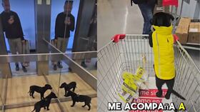 El perrito fue adoptado cuando tenía apenas unos meses