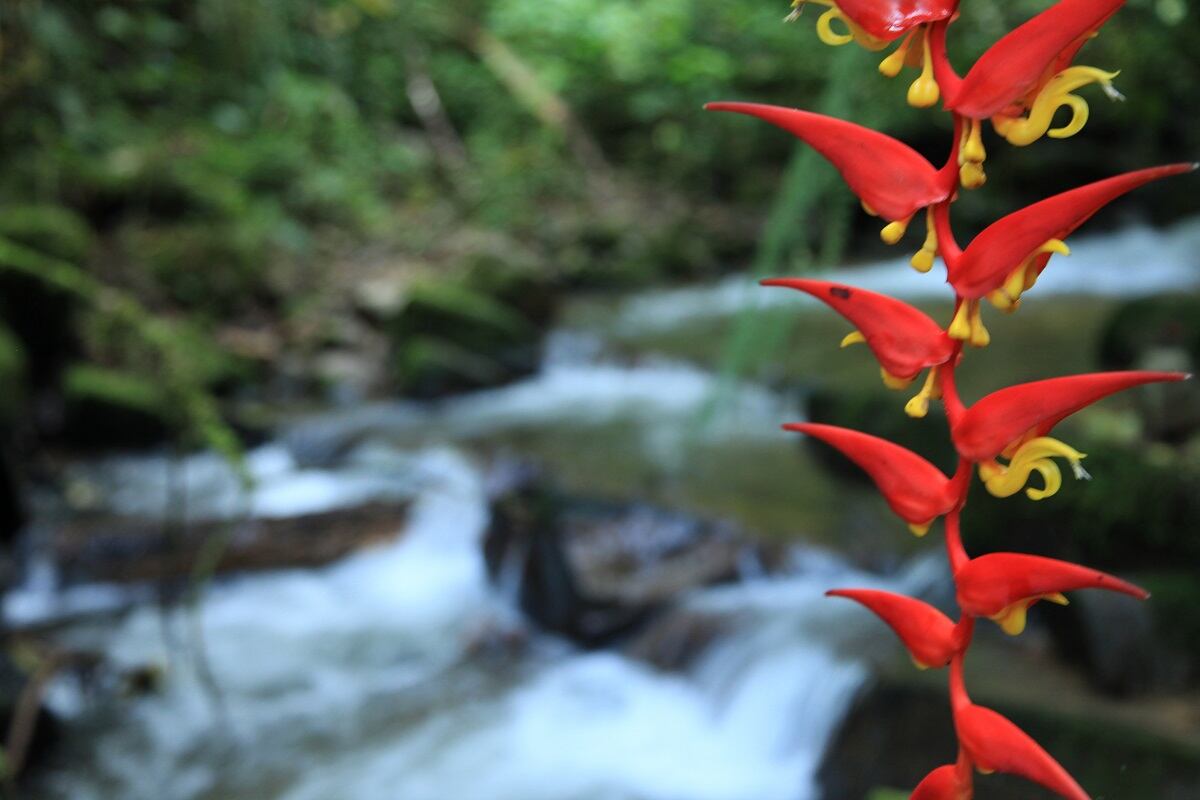 Especies en áreas protegidas del Huila