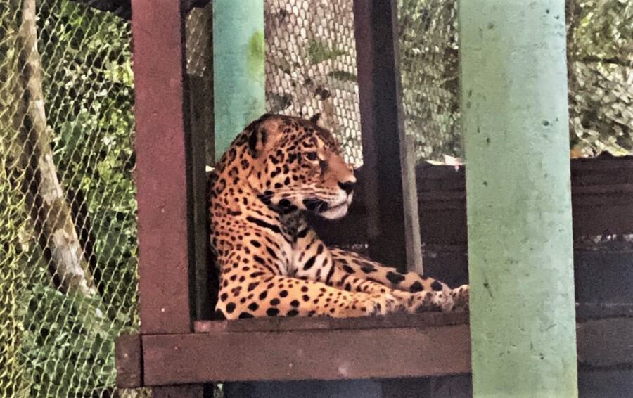 Amazonas - Viaje al pulmón del mundo