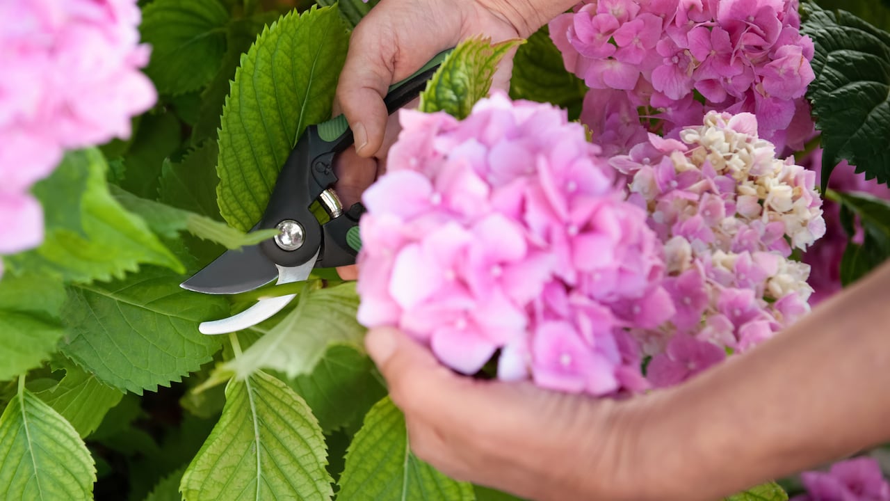 Las hortensias deben estar en espacios exteriores y no interiores.