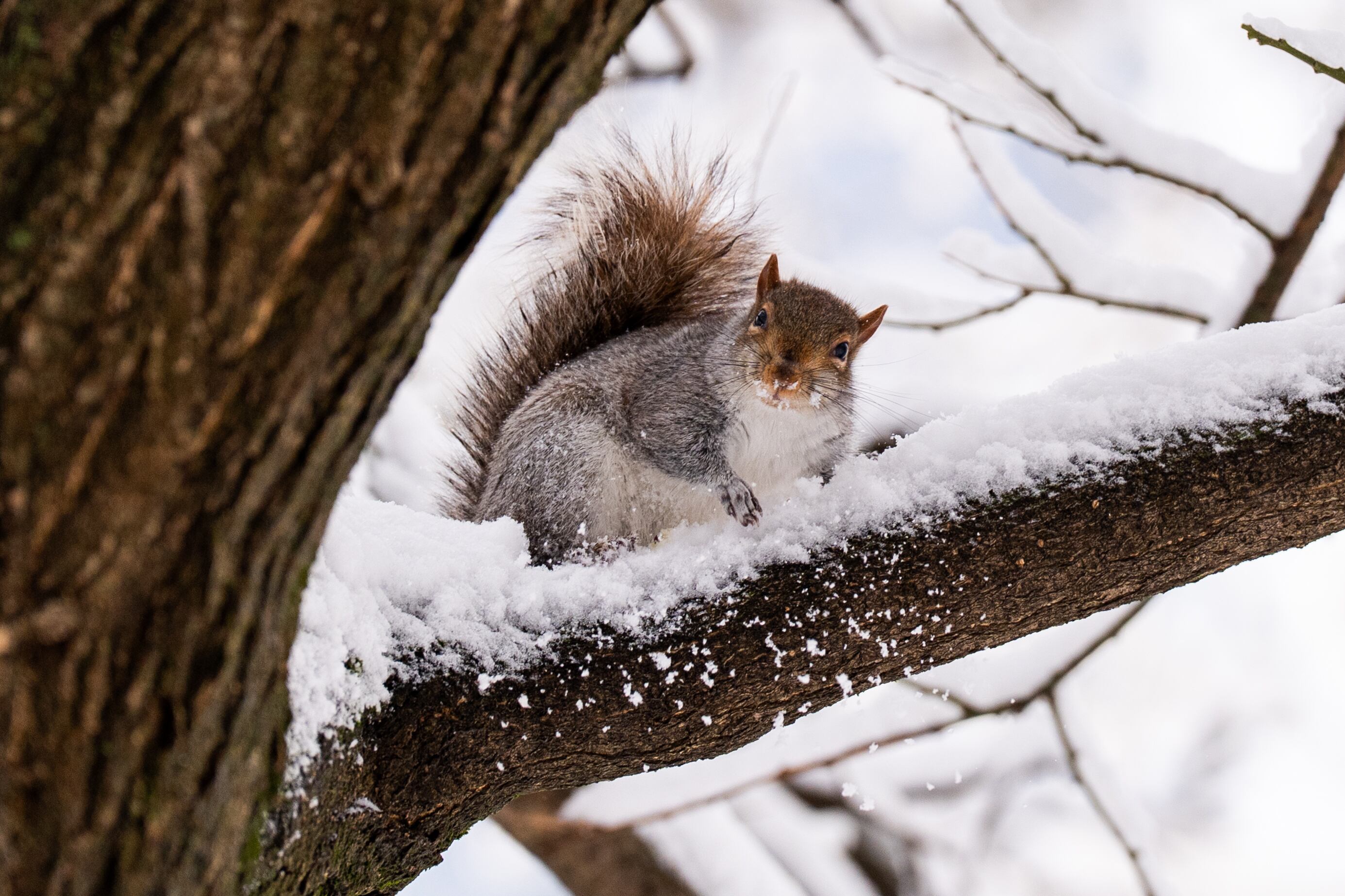 Una ardilla sentada en un árbol en Central Park después de una nevada, el domingo 14 de diciembre de 2025, en Nueva York. (Foto AP/Adam Gray)