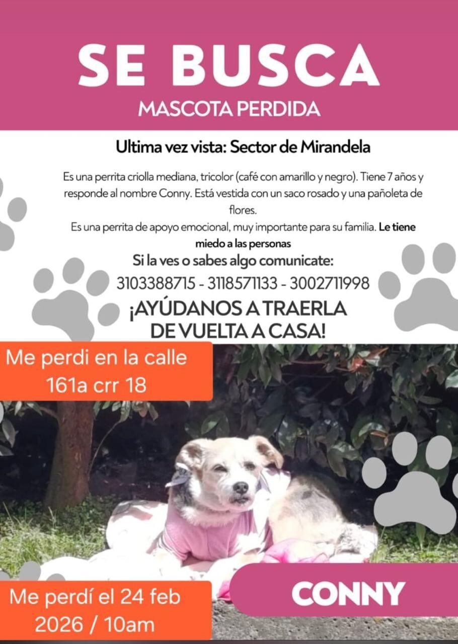 Conny, perrita desaparecida en Bogotá.