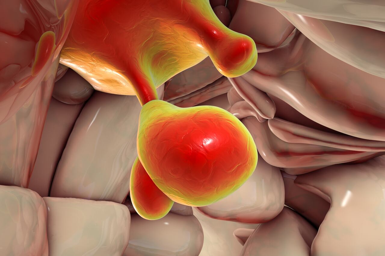 glándula Pituitaria cerebro