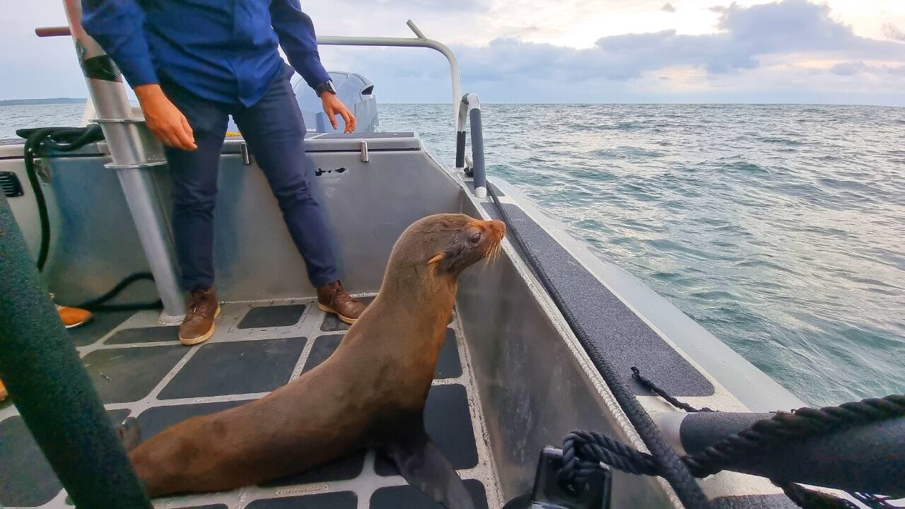 Evelin, la lobo marino que apareció en costa nariñense