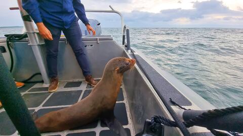 Evelin, la lobo marino que apareció en costa nariñense