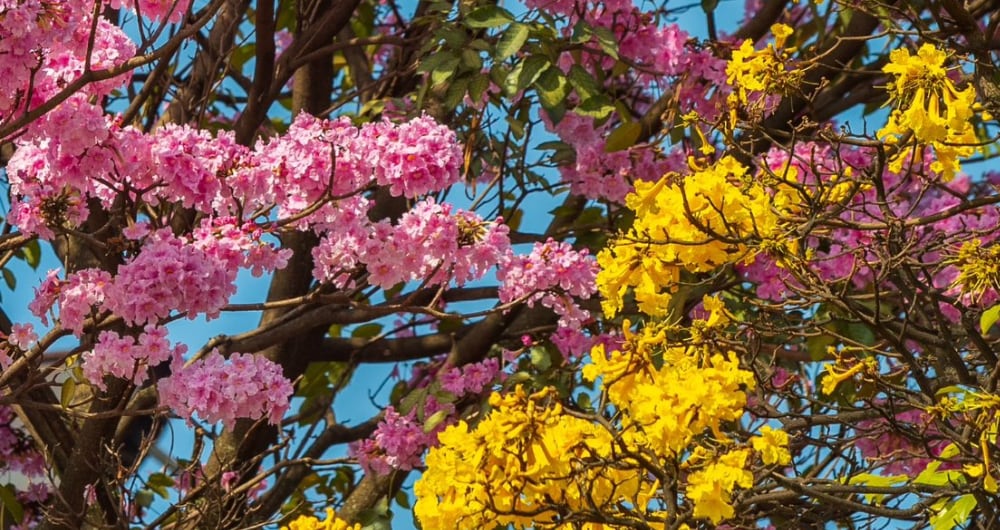 Flores decoran las calles de Medellín al inicio de febrero.