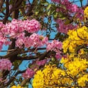Flores decoran las calles de Medellín al inicio de febrero.