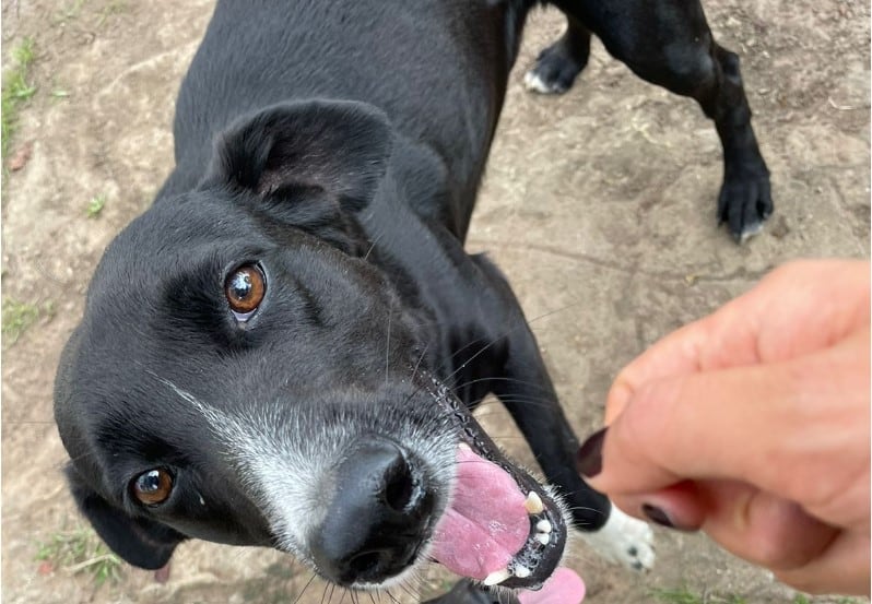 La familia de un perro criollo fue demandada por el asesinato de un gato en la localidad de Suba, en el noroccidente de Bogotá.