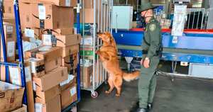Este año, la Policía Nacional ha incautado más de 16.000 especies de animales silvestres víctimas del tráfico ilegal de fauna. Foto: Patrullero Miguel Salamanca vía WCS