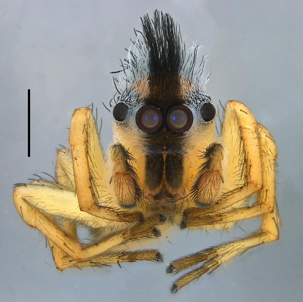 Maeota sp (Araña saltarina)
