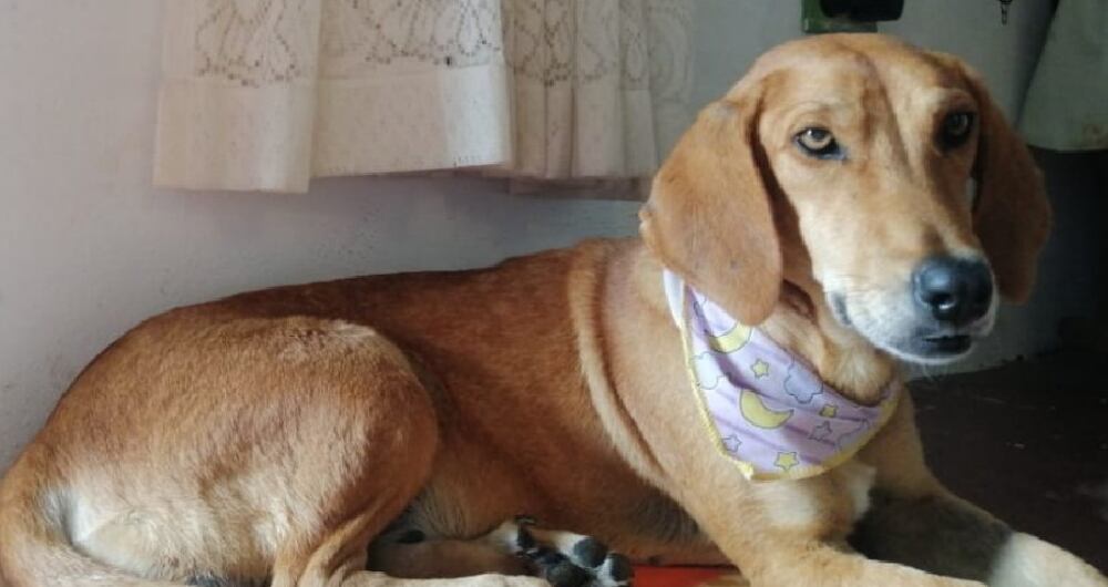 Maya, víctima de maltrato animal - Foto: @Logicoyzoo