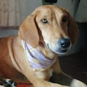 Maya, víctima de maltrato animal - Foto: @Logicoyzoo