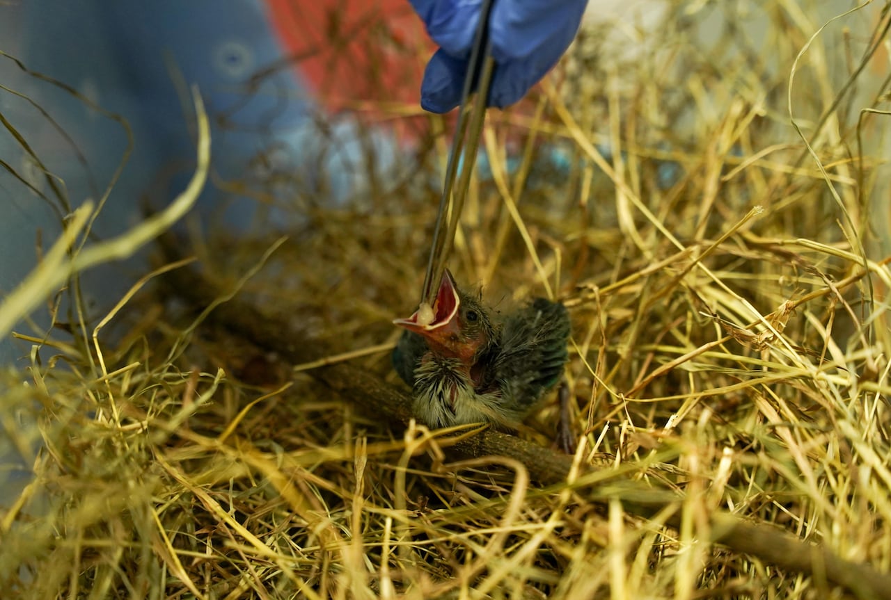 El hogar de paso cuenta con médicos veterinarios, bacteriólogos, biólogos, zootecnistas y técnicos ambientales.