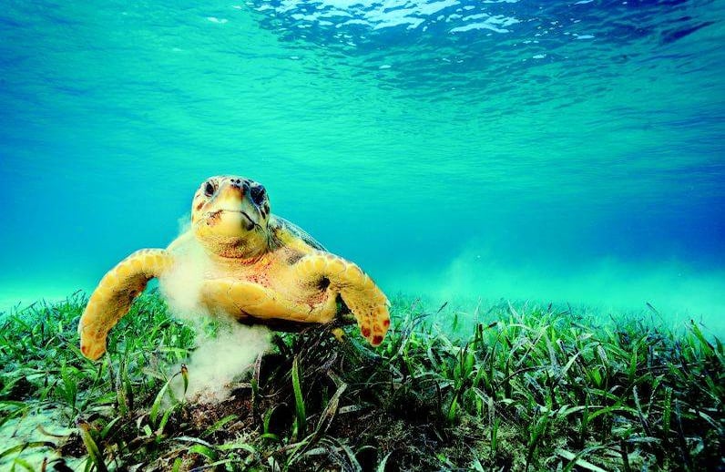 Una tortuga boba busca comida en uno de los lechos de pasto marino del Arrecife Mesoamericano. Las tortugas bobas y otros tipos de tortugas marinas anidan en los cayos y la tierra firme de este hábitat natural protegido (Belice, 2010). FOTO: Brian Skerry/National Geographic