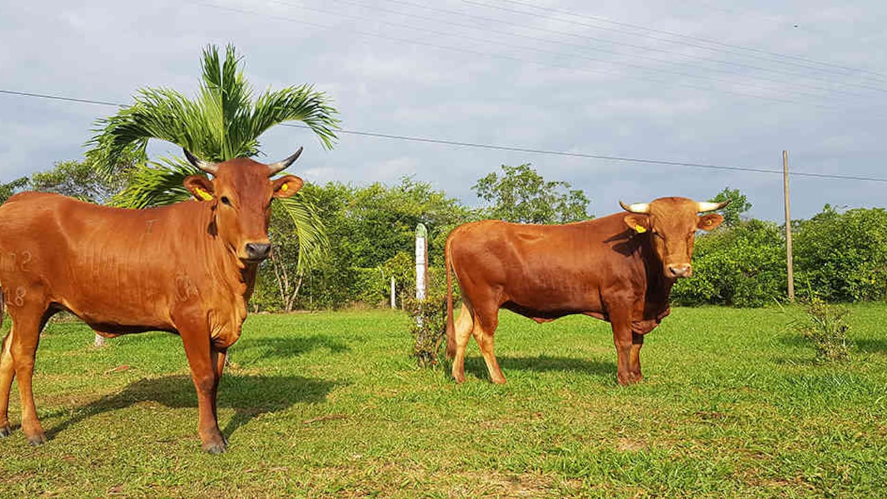 La Lucerna y la Velásquez son las únicas razas criollas desarrolladas por investigadores colombianos.
