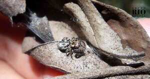 La araña saltarina abunda en los humedales de la capital del país. Foto: Daniel Bernal (Fundación Humedales Bogotá).