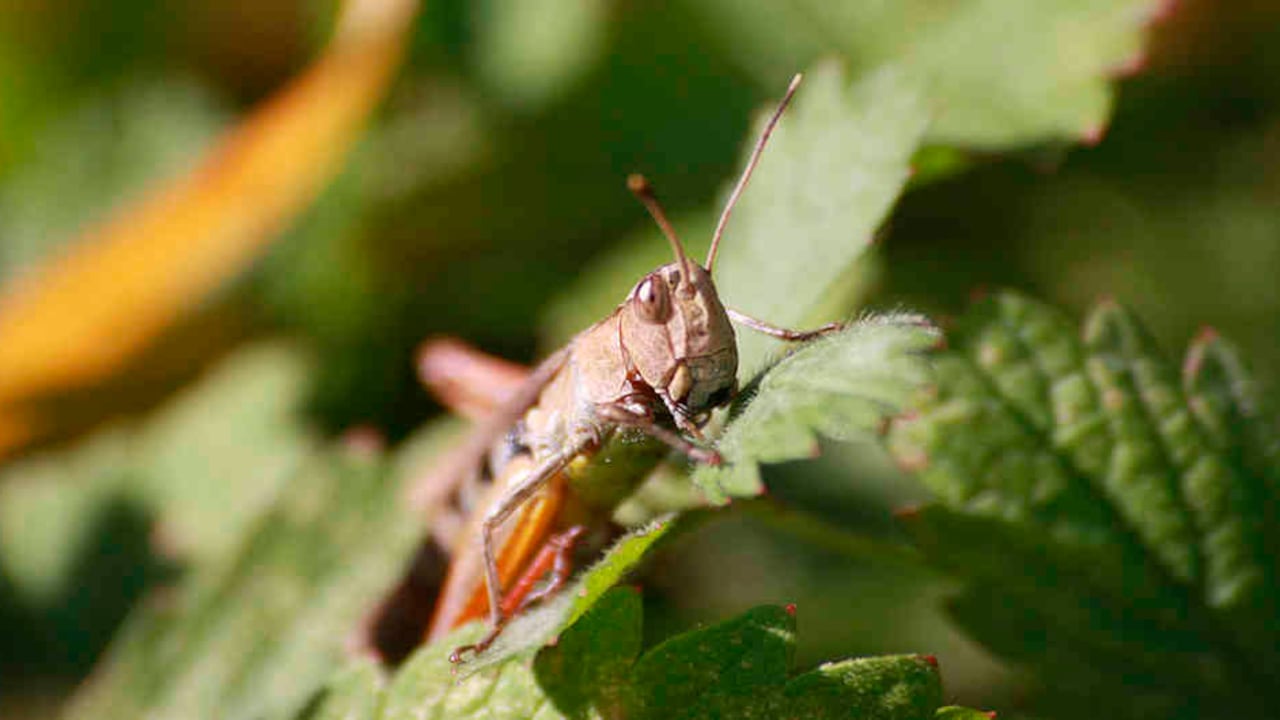 Los saltamontes pueden viajar hasta 150 kilómetros en una jornada.