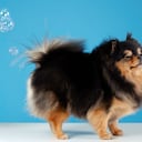 Gases en los perros.