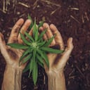 El 20% de los consumidores de marihuana en Bogotá la siembran en casa.