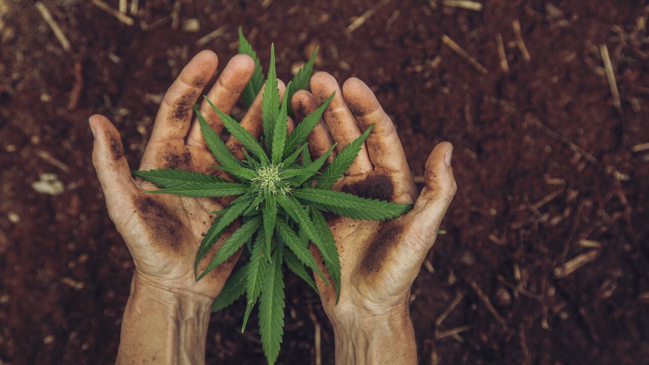 El gobierno entrante se ha mostrado a favor de impulsar la industria cannábica.